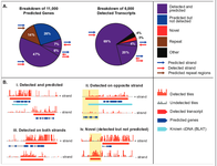 Pie charts and genome browser plots of H. ohiense G217B transcripts annotated by whole genome tiling array.  The plots show examples of transcripts predicted and detected on the same strand (47% of genes), predicted and detected on opposite strands (7% of genes), detected on both strands (6^ of genes), and detection of unpredicted genes (3% of detected transcripts).