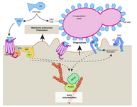 Cartoon showing model of C3aR signaling by macrophages in response to Histoplasma