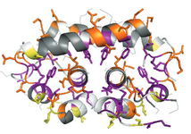 Crystal structure of Histoplasma ohiense G217B Cbp1.  Two four helix monomers form a dimer with their N-terminal helices in an antiparallel arrangement and additional packing between two of the C-terminal helices.  Side chains are rendered as sticks and colored by their phenotypes in an alanine scanning experiment.  Sidechains required for secretion (a proxy for folding) are primarily in the dimer core.  Sidechains required for Cbp1-induction of macrophage lysis are found on both the N-terminal surface as well as additional, primarily surface, positions.