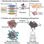 Graphical summary of Cell Reports 44:116465.  General bioinformatics tools were used to identify effectors in Histoplasma, followed by novel specialized tools for identifying knottins, resulting in a total of 25 knottins identified in H. ohiense G217B.  A subset of these knottins were then shown to be virulence factors in macrophage and mouse models.