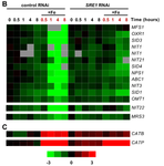 Heatmap showing transcriptional repression of the siderophore biosynthetic cluster in response to iron in wild type but not sre1 RNAi strains of Histoplasma.