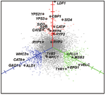Scatter plot of differential expression among the Histoplasma yeast, hyphal, and conidial morphologies.