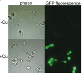 Micrograph showing induction of GFP by a copper-inducible promoter in Histoplasma yeast cells.