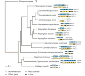 Evolutionary tree showing the structure of the mating type locus of selected fungi from the dikarya.