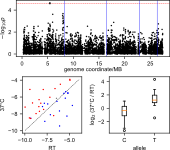 Graphical summary of mutant phenotypes from mBio 10:e0223425.  The ura5 control strain filaments in response to cAMP and room temperature (RT) and produces conidia and pigment.  The fbc1 mutant does not filament in response to cAMP and weakly filaments in response to RT.  The pac2 mutant does not filament in response to cAMP but does filament in response to RT.  The stu1 mutant filaments in response to both cAMP and RT.  The fbc1, pac2, and stu1 mutant all fail to produce condia and pigment.