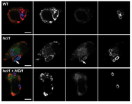 Confocal micrographs of wild type (WT) and hcl1 mutant Histoplasma yeast cells inside of macrophages.  Lysosome-specific and pH-sensitive markers indicate that the hcl1 mutant fails to block acidification of the phagolysosome.