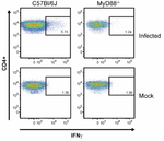 FACS plots showing a loss of CD4+, interferon gamma producing cells in MyD88-/- mutants relative to C57BL/6J mice.