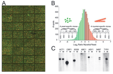 Shotgun microarray and corresponding histogram of differential expression between Histoplasma yeast and hyphae.  A northern blot validates differential expression of select genes.