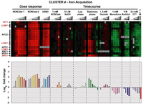 Heatmap and bar plots of Histoplasma transcripts induced by reactive nitrogen species.