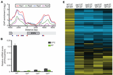 Plots showing: ChIP-chip enrichment indicating binding of the RYP4 promoter by the Ryp1, Ryp2, Ryp3, and Ryp4 transcription factors (triangles indicate that this promoter contains the inferred binding motifs for both Ryp1 and Ryp2/Ryp3); bar plot of RT-qPCR showing that RYP4 transcription is highly enriched at 37C in a RYP1, RYP2, and RYP3 dependent manner; and heatmap showing that the expression profiles showing that ryp1, ryp2, ryp3, and ryp4 RNAi strains growing as hyphae at 37C phenocopy the expression profile of wild type Histoplasma growing as hyphae at room temperature.