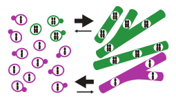 Cartoon depicting a model where duplication of H. ohiense chromosome 7 favors the hyphal morphology over the yeast morphology.