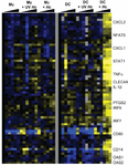 Heatmap showing expression profiling of macrophages and dendritic cells in response to live and UV-killed Histoplasma.  The largest differential expression if for dendritic cells in response to live Histoplasma.