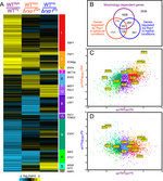 Expression profiling of wild type (WT) and ryp1 mutant Coccidioides posadasii Silveira, shown as a clustered heatmap and scatter plots.  Differential expression between WT spheules and hyphae is correlated with differential expression between WT and ryp1 spherules but not with differential expression between WT and ryp1 hyphae.