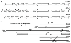 Schematic of siderophore biosynthetic cluser in Histoplasma strains G217B, G186AR, and WU24.  The consensus site [GA]ATC[AT]GATAA is highlighted in all promoters.