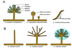 Cartoon of conidia-producing structures from Aspergillus nidulans (a phialides-containing conidiophore), Histoplasma capsulatum (hyphae directly producing macro and microconidia), and Coccidioides immitis hyphae with intercollated, barrel-shaped arthroconidia).  These are contrasted to A. nidulans mutants: brlA (producing neither phialides nor conidia), abaA (incompletely differentiated phialides), and wetA (does produces phialides-containing conidiophore, but conidia do not have characteristic green character and colonies have wet appearance).