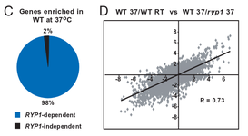 Scatter plot showing that the expression profile of Histoplasma ryp1 mutants growing as hyphae at 37C phenocopies the expression profile of wild type hyphae at room temperature.