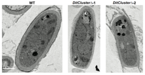 Electron micrographs showing thinner cell walls for Coccidioides Dit cluster mutant arthroconidia compared to wild type.