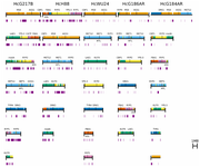 Cartoon showing chromosomal assemblies of 5 strains of Histoplasma