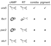 Graphical summary of genome wide association study on the temperature response of pooled natural isolates of Coccidioides posadasii.  A Manhattan plot shows a single genomic region with significantly associated SNPs.  A scatter plot shows 37C vs. room temperature (RT) enrichment of each isolate colored by allele of the most significantly associated SNP.  A boxplot of the same data from the scatter plot shows that isolates with the C allele are RT enriched while the isolates with the T allele are 37C enriched.