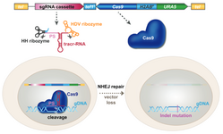 Schematic showing construct for CRISPR/Cas9-mediated gene disruption in Histoplasma.