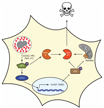 Cartoon depicting Cbp1 induction of apoptosis via the ISR pathway, including eIF2, ATF4, CHOP, TRIB3, Caspases 8, 3, and 7, Akt, and Bax/Bak