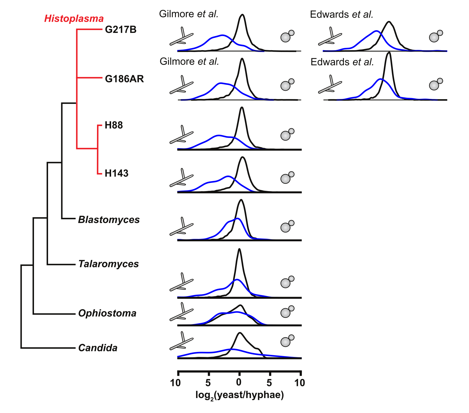 Evolutionary tree of dimorphic fungal pathogens juxtaposed with plots of yeast vs. hyphal differential expression for the transcriptome as a whole or for a hyphal specific regulon identified in Histoplasma.  The hyphal specific regulon is conserved throughout the eurotiomycetes.
